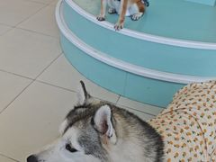 -怪兽屋·羊驼·猫咖·狗咖(俊华广场店)