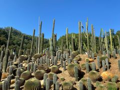 -深圳仙湖植物园