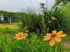 -九里河湿地公园