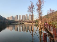 -重庆彩云湖湿地公园