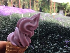 -金马仑薰衣草花园(Cameron Lavender)