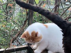 -喵屿·大理花园猫咖