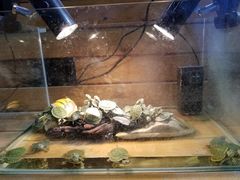 -龟与熊猫宠物公园(南坪店)