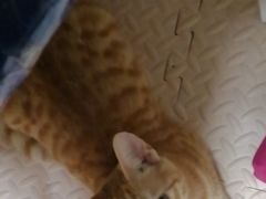 -艾贝尔宠物诊疗