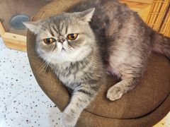 -滚猫咖啡·猫咖·猫友好撸猫(未来城店)