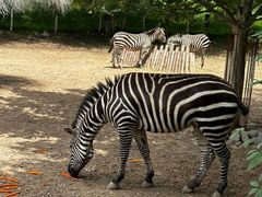 -北京野生动物园