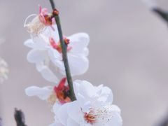 -蜀冈西峰生态公园