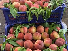 -江杨农产品批发市场