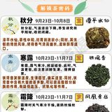 24节气喝茶图鉴🍃解锁茶密码
