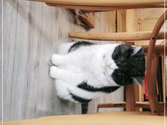 -海边的猫和咖啡馆
