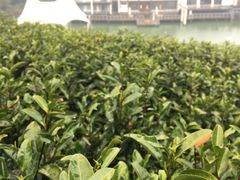 -帐篷客·溪龙茶谷度假酒店