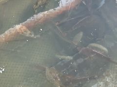 -蓝湾碧波·老字号·疍家非遗海上餐厅