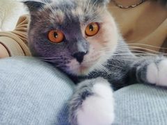 -鼓捣猫呢主题猫咖店