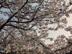 -武汉大学-樱园