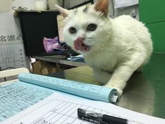 -半岛宠物医院24小时(科华中路店)