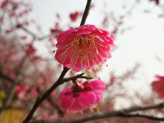 -白塘生态植物园