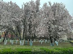-泰丰公园