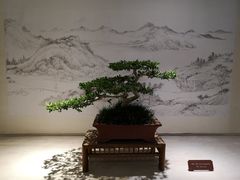 -盆景园(扬州大运河文化旅游度假区)