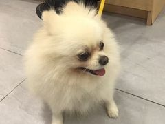 -瑞派蒂凯宠物医院·免疫点·宠保定点