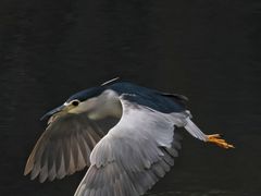 -重庆彩云湖湿地公园