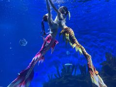 -海合安武汉极地海洋公园