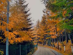 -芦芽山旅游度假区