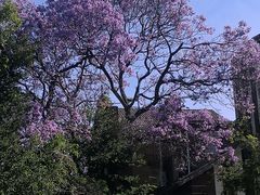 -悉尼歌剧院