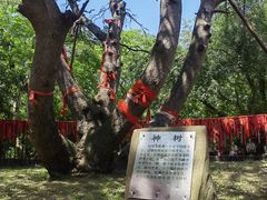 -北陵公园