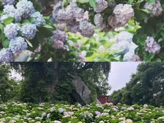 -天适樱花悠乐园