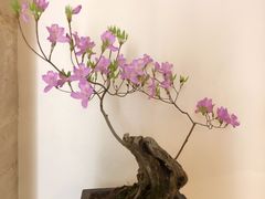 -九华山聚龙大酒店