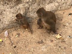 -辛玛王国游乐园