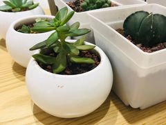 -罗莎蛋糕(建设路店)
