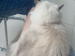 -怪兽屋·羊驼·猫咖·狗咖(俊华广场店)