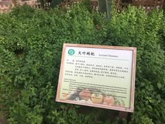 -上海都市菜园