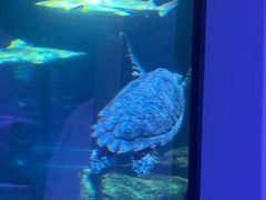 -暹罗海洋世界