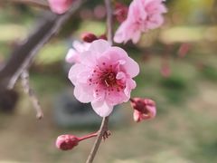 -燕郊植物园