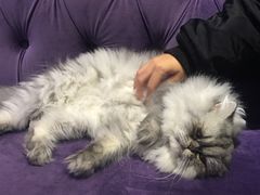-藦茜花园宠物主题亲子互动体验馆(国顺东路店)