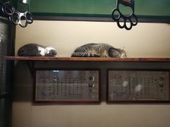 -猫咪博物馆(顶澳仔猫街店)