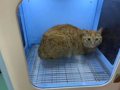 -十年猫舍·猫咪专门店(普陀店)