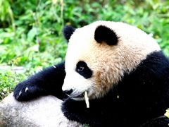 -中国大熊猫保护研究中心雅安碧峰峡基地