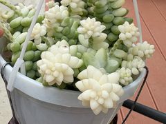 -望湖烤鱼