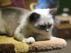 -猫和宫(六道口店)