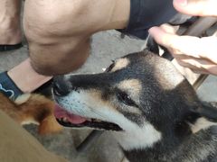 -柴犬高等学院·狗咖·柴犬售卖·宠物训练