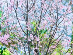 -天适樱花悠乐园