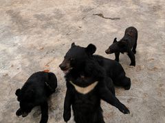 -西安秦岭野生动物园