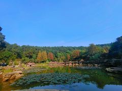 -铁山坪森林公园