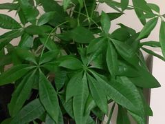 -张钰强中医正骨推拿连锁(唐家人才公寓店)