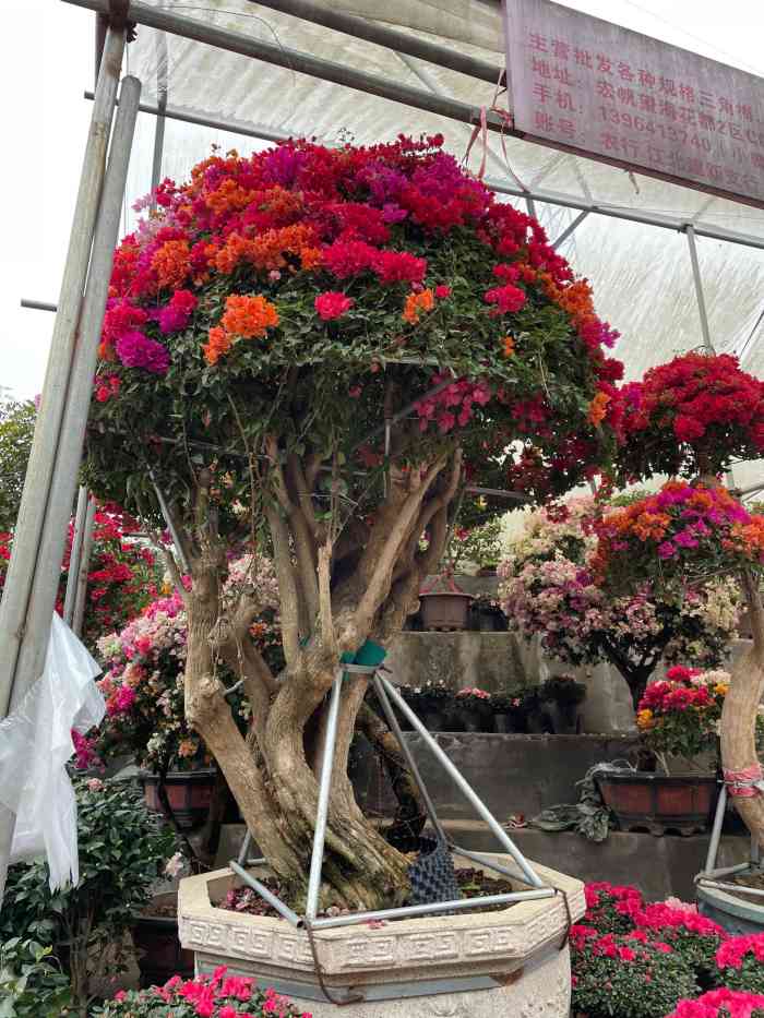 宏帆望海花都是重庆市最大的一个花市