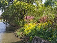 -南汇桃花村