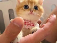 -喜猫·猫舍·洗护寄养